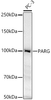 PARG Antibody in Western Blot (WB)
