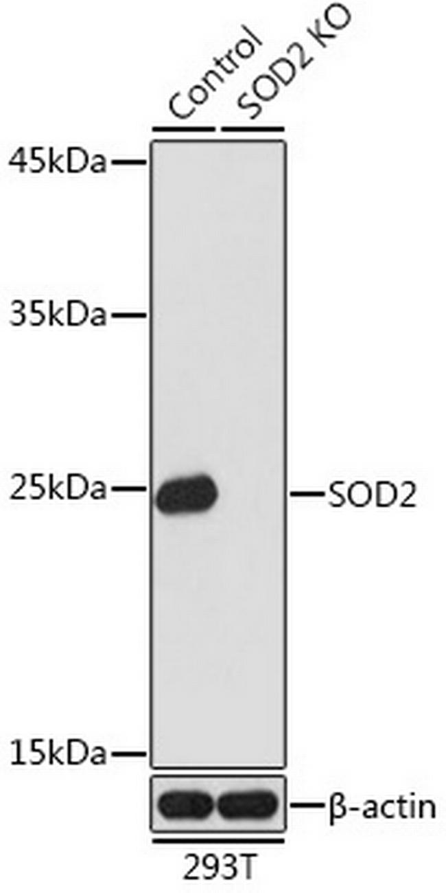 SOD2 (MnSOD) Antibody