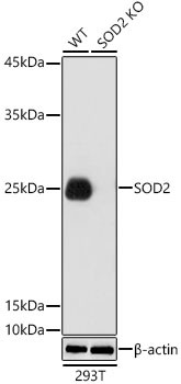SOD2 (MnSOD) Antibody in Western Blot (WB)