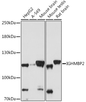 IGHMBP2 Antibody in Western Blot (WB)