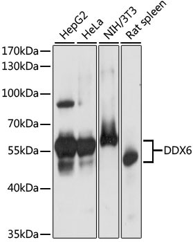 DDX6 Antibody in Western Blot (WB)
