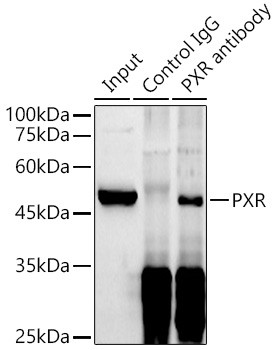 PXR Antibody in Immunoprecipitation (IP)