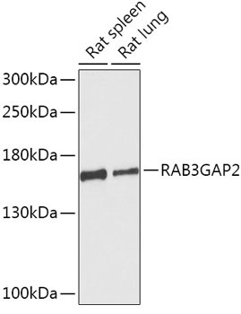 RAB3GAP2 Antibody in Western Blot (WB)