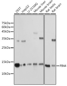 PIN4 Antibody in Western Blot (WB)