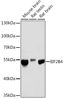 EIF2B4 Antibody in Western Blot (WB)