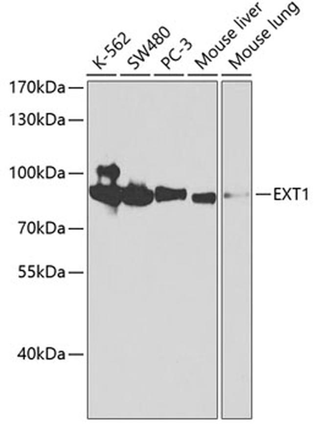 EXT1 Antibody in Western Blot (WB)