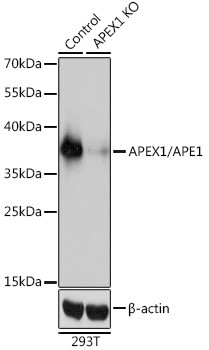 APE1 Antibody in Western Blot (WB)