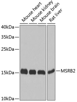 MSRB2 Antibody in Western Blot (WB)