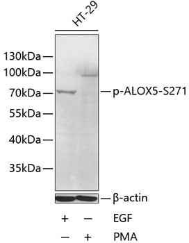 Phospho-ALOX5 (Ser271) Antibody in Western Blot (WB)