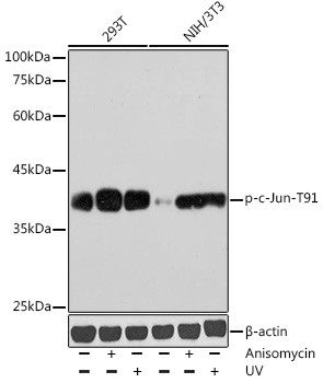 Phospho-c-Jun (Thr91) Antibody in Western Blot (WB)