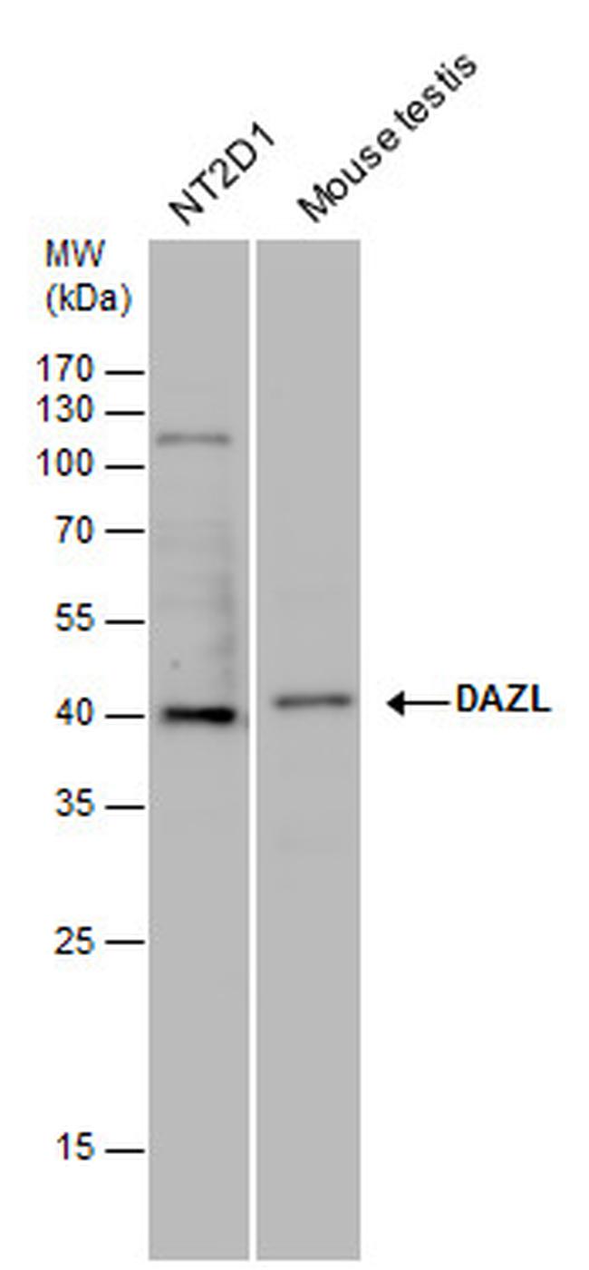 DAZL Antibody in Western Blot (WB)