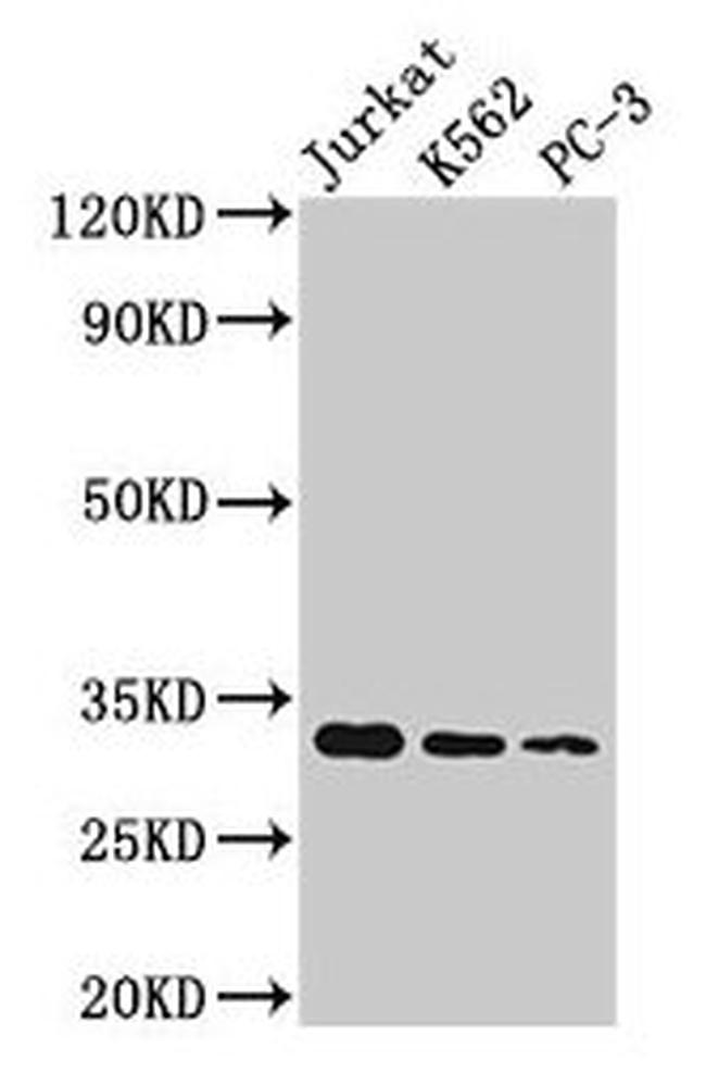 Histone H1.3 Antibody in Western Blot (WB)