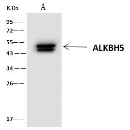 ALKBH5 Antibody in Immunoprecipitation (IP)