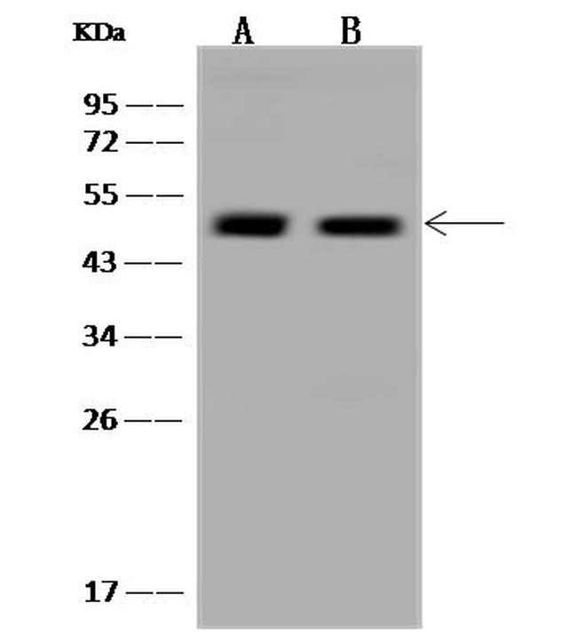 ALKBH5 Antibody in Western Blot (WB)