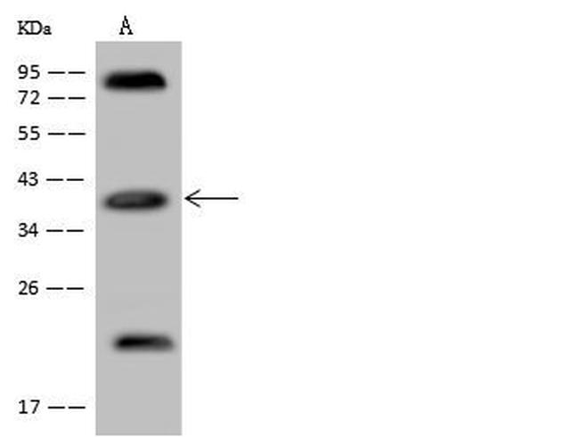 Apolipoprotein L2 Antibody in Western Blot (WB)