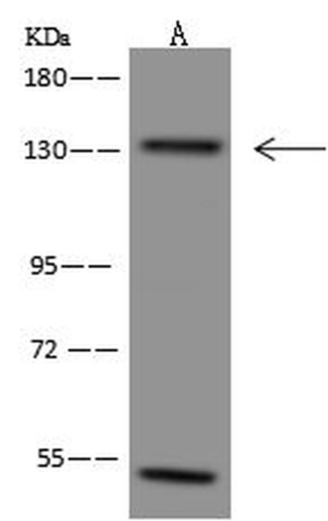 CEP131 Antibody in Western Blot (WB)