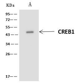CREB Antibody in Immunoprecipitation (IP)