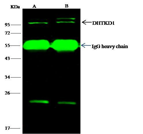 DHTKD1 Antibody in Immunoprecipitation (IP)