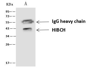 HIBCH Antibody in Immunoprecipitation (IP)