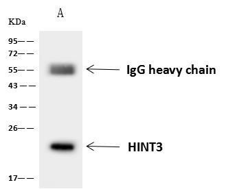 HINT3 Antibody in Immunoprecipitation (IP)