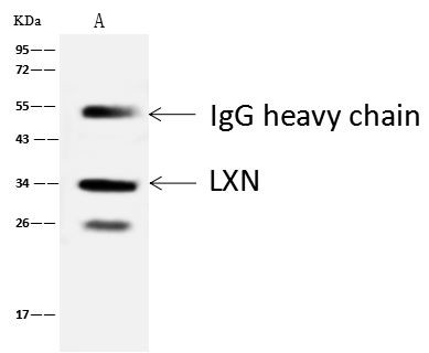 Latexin Antibody in Immunoprecipitation (IP)