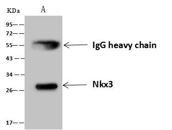 Nkx3.1 Antibody in Immunoprecipitation (IP)