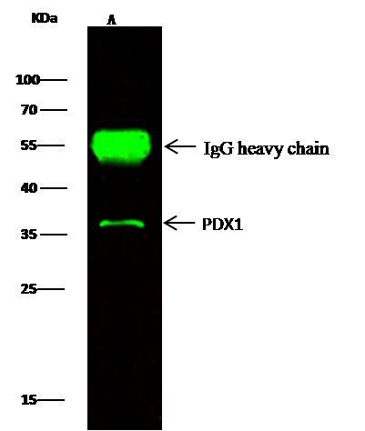 PDX1 Antibody in Immunoprecipitation (IP)