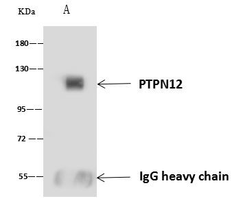 PTPN12 Antibody in Immunoprecipitation (IP)