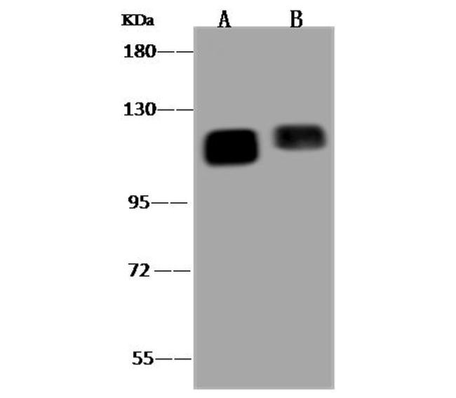 PTPN12 Antibody in Western Blot (WB)