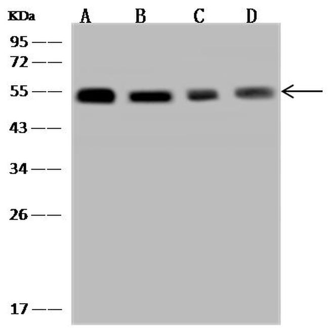 TXNDC5 Antibody in Western Blot (WB)
