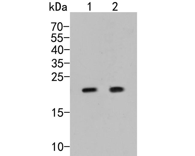 COPS8 Antibody in Western Blot (WB)