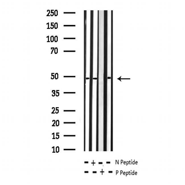 Phospho-Connexin 43 (Ser368) Antibody in Western Blot (WB)