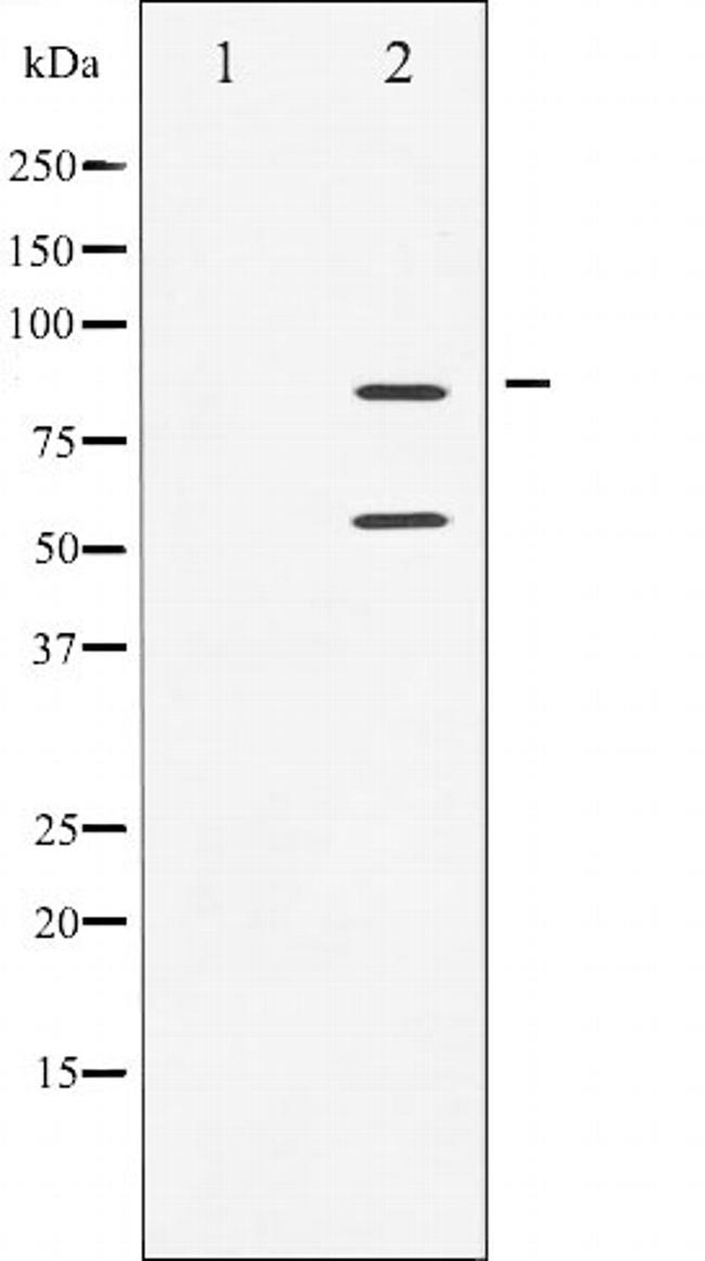 Phospho-PI3K p85/p55 (Tyr458, Tyr199) Antibody in Western Blot (WB)