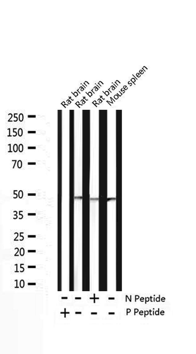 Phospho-Caspase 9 (Thr125) Antibody in Western Blot (WB)