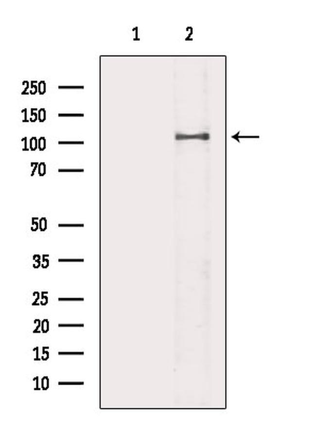 Phospho-ATP1A1 (Tyr260) Antibody in Western Blot (WB)