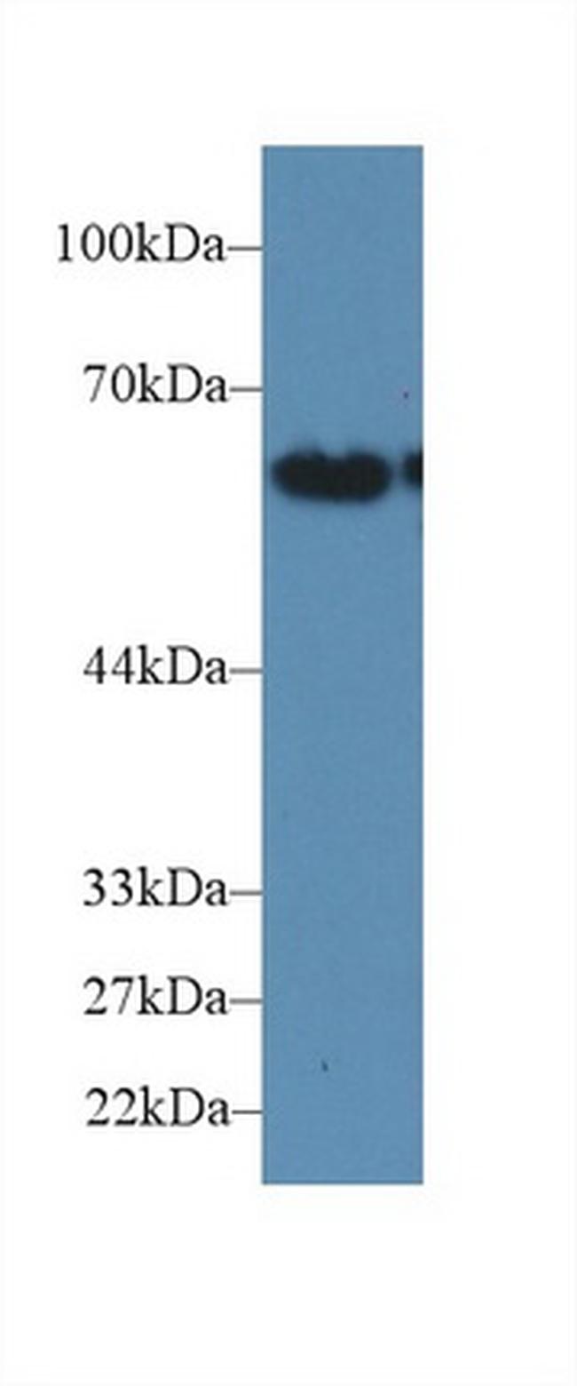 CD15 Antibody in Western Blot (WB)