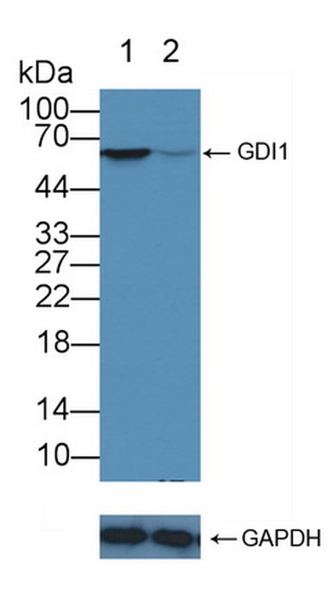 GDI1 Antibody in Western Blot (WB)
