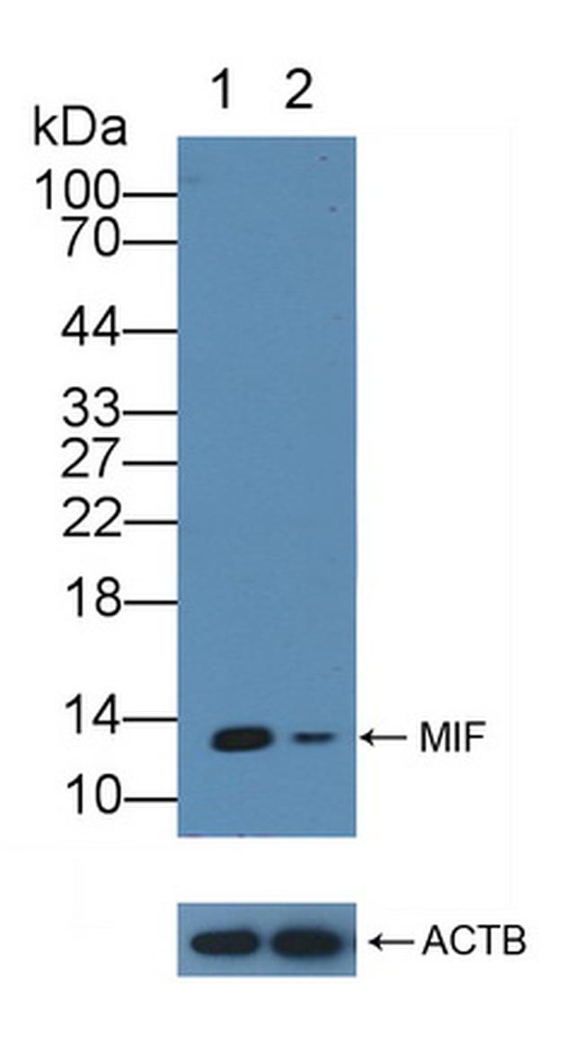 MIF Antibody in Western Blot (WB)