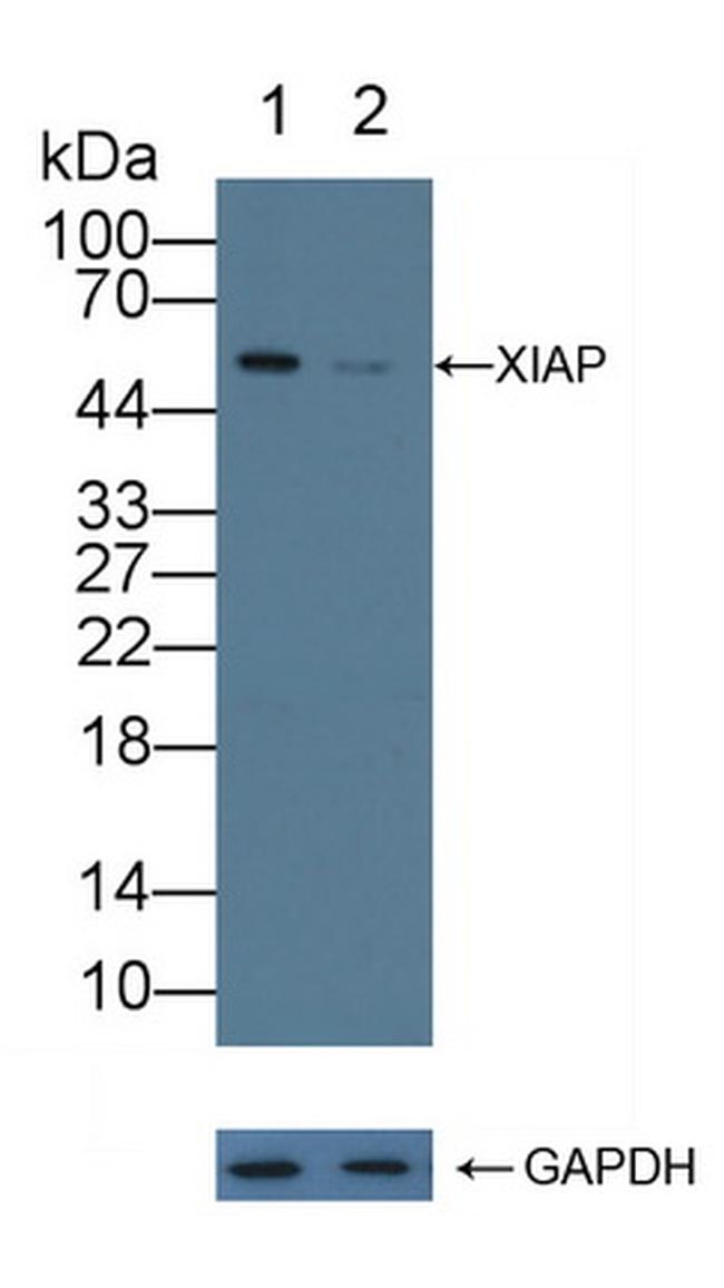 XIAP Antibody in Western Blot (WB)