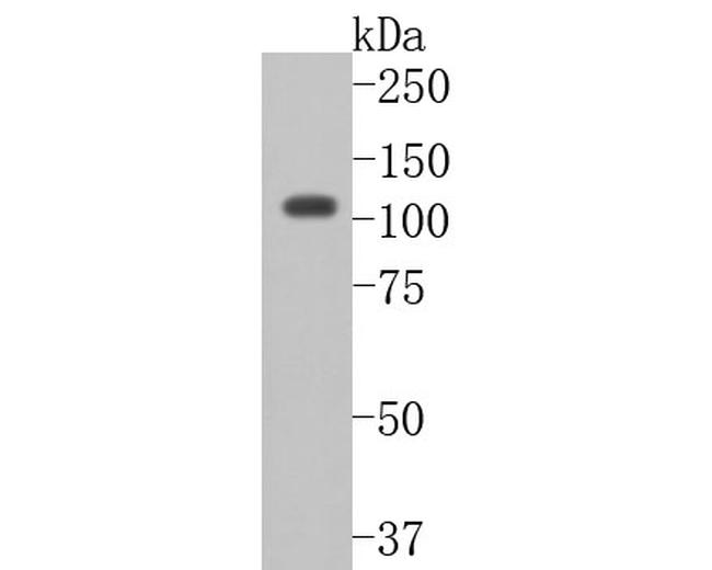 CDH10 Antibody in Western Blot (WB)