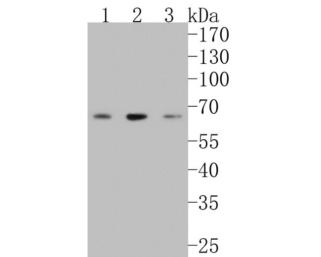 LRRTM1 Antibody in Western Blot (WB)