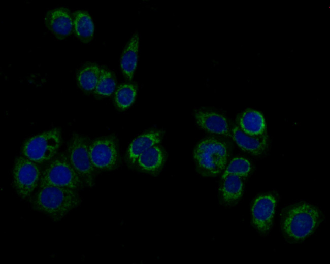 HSPA9 Antibody in Immunocytochemistry (ICC/IF)