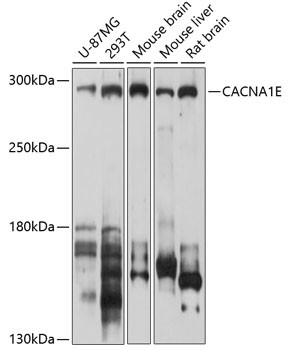 CaV2.3 Antibody in Western Blot (WB)