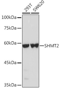 SHMT2 Antibody in Western Blot (WB)