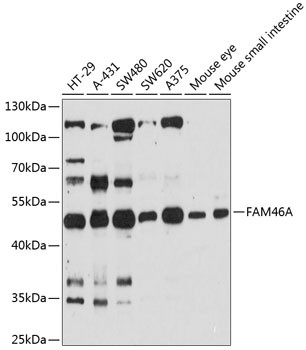 FAM46A Antibody in Western Blot (WB)
