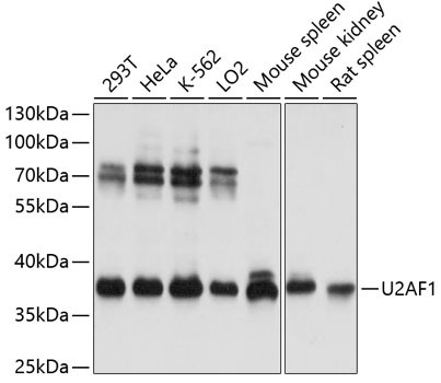 U2AF1 Antibody in Western Blot (WB)