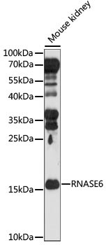 RNASE6 Antibody in Western Blot (WB)