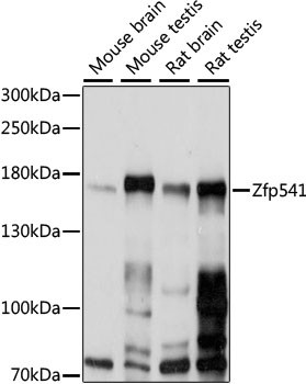 ZNF541 Antibody in Western Blot (WB)