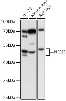 MB67 Antibody in Western Blot (WB)