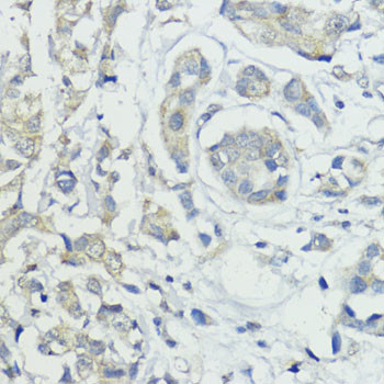 CDw293 Antibody in Immunohistochemistry (Paraffin) (IHC (P))